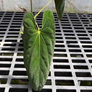 Anthurium papillilaminum “Ree Gardens”