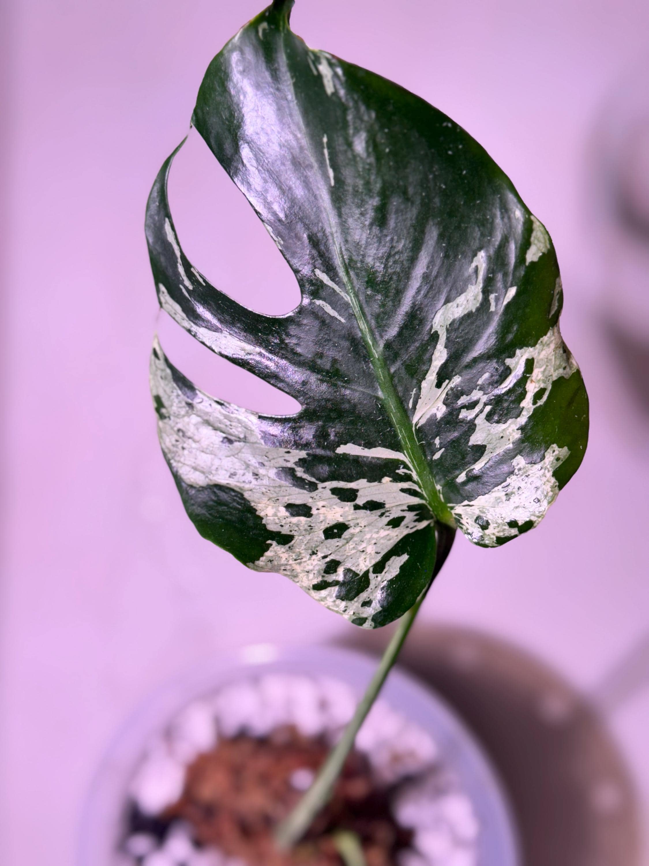 Monstera legacy - Etsy 日本 Monstera legacy - Etsy 日本