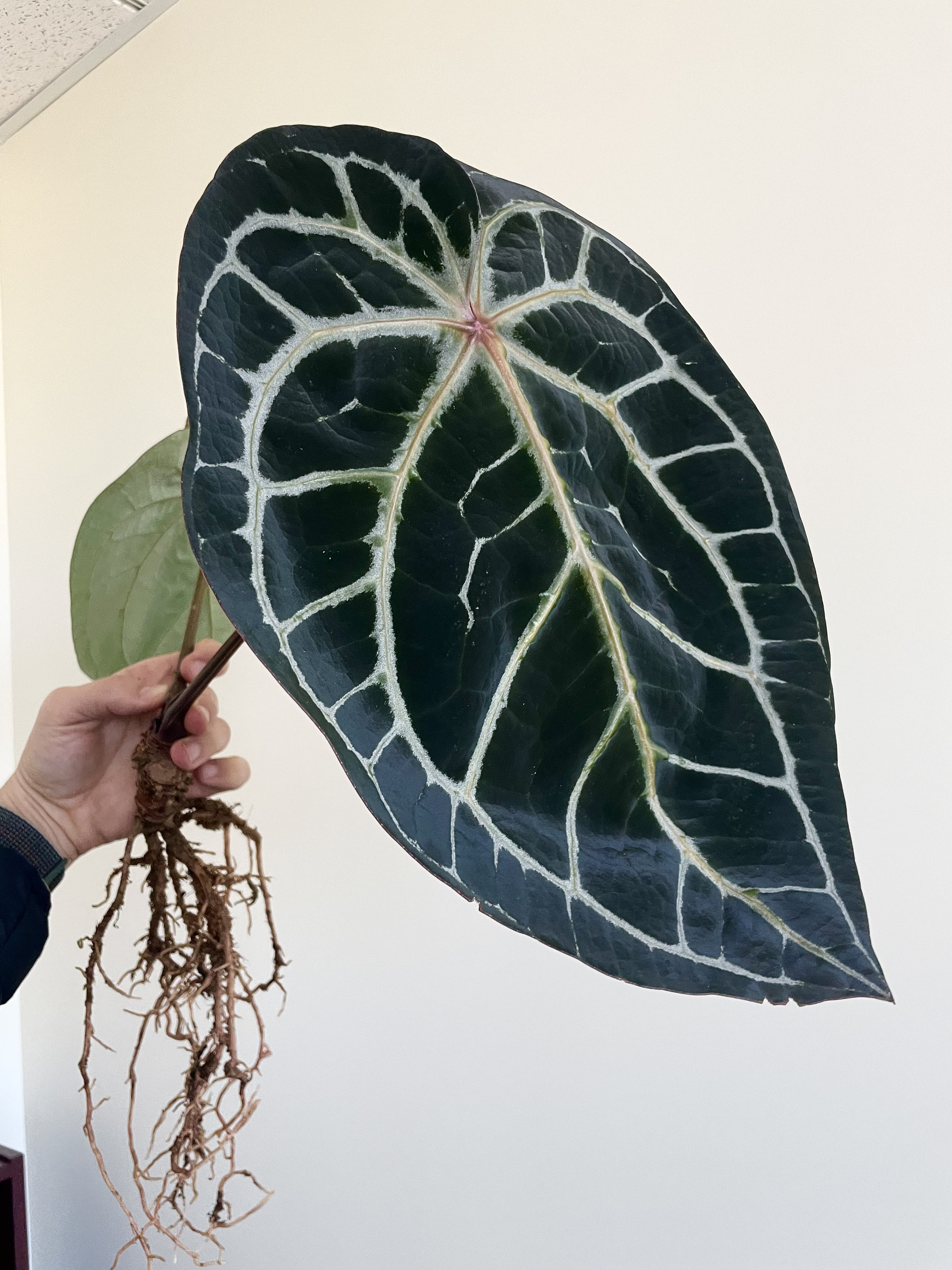 アンスリウム　Red Crystallinum (Tezula) x self Tezula Anthurium Red Crystallinum X Anthurium Forgetii Seedlings