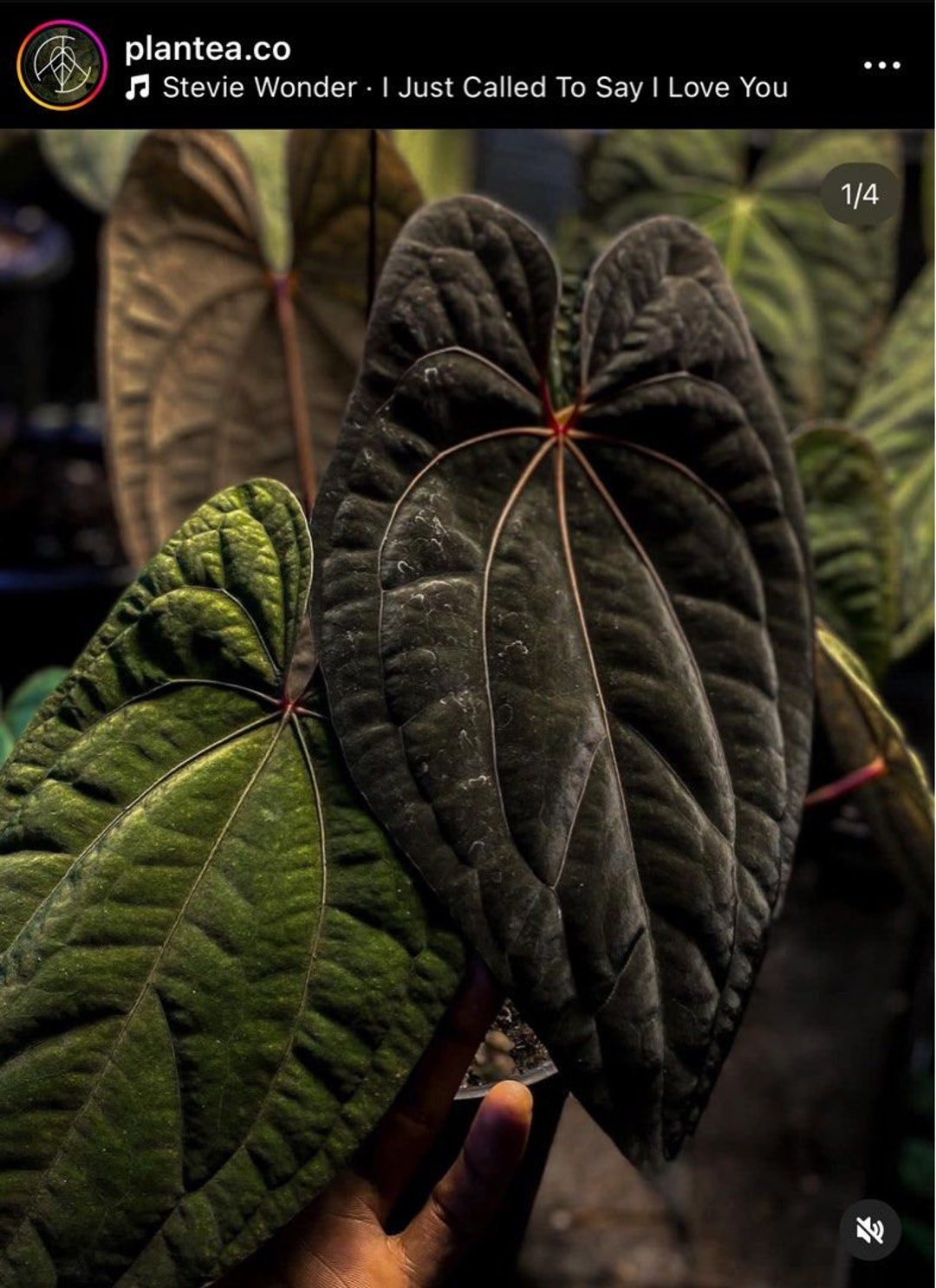 Anthurium besseae red veins no.1 夏用梱包 il_1080xN.5647526353_dzmc.jpg