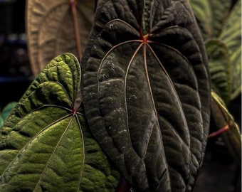 Anthurium Red Vein Dark Phoenix (Express Shipping + Insured) single top leaf clone