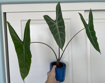 Alocasia longiloba denudata ‘Purple’ - ultra-rare