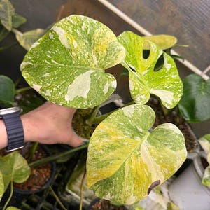 philodendron prices 4