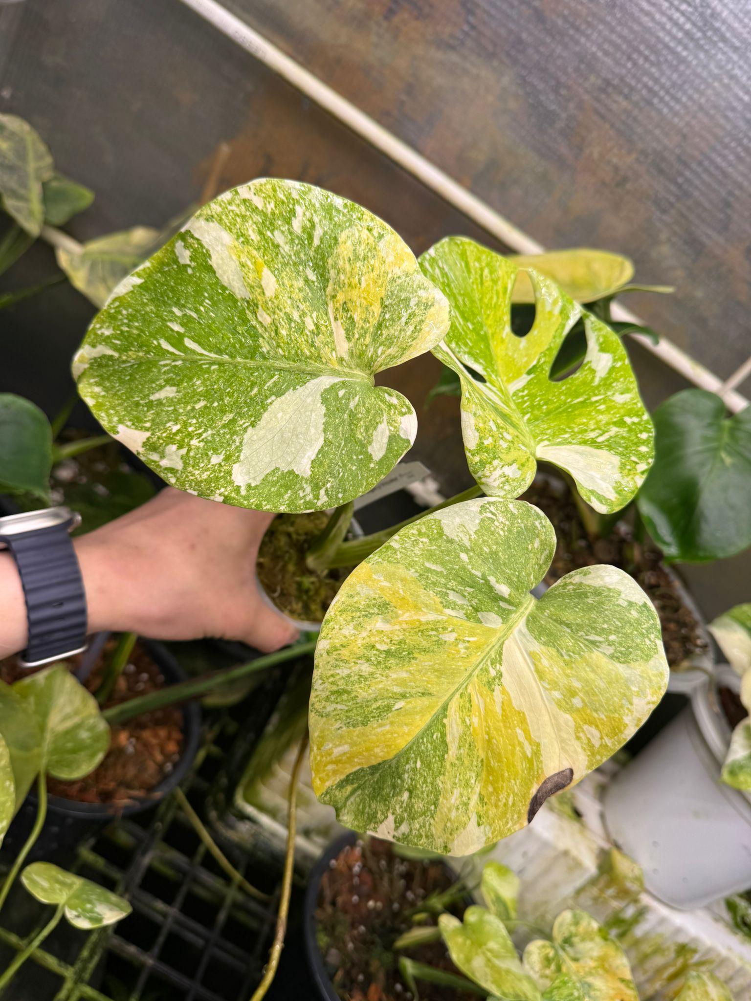 Monstera Thai Platinum - Etsy
