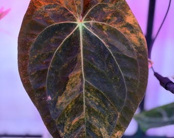 Anthurium papillilaminum (“Pure Pink”) - Bottom Half (3 leaves)