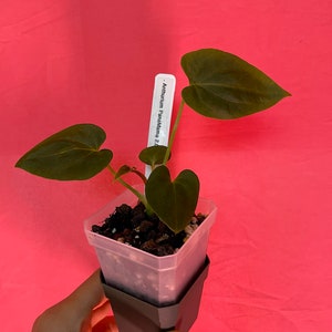 Anthurium papilliaminum &#39;Fort Sherman&#39; x Anthurium dressleri &#39;Rio Guanche&#39; &quot;Panamama 2.0&quot;