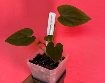 Anthurium (Michelle x Zara) x Besseae aff. 'Bingo' seedling
