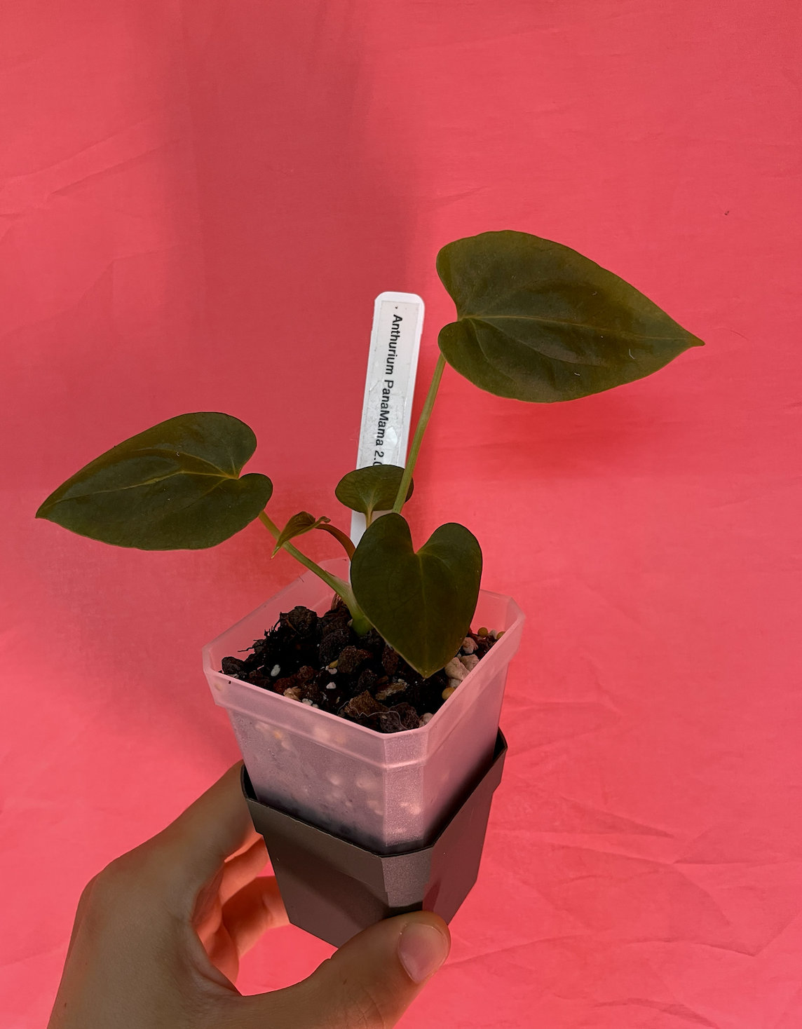 Anthurium fort sherman - Etsy 日本