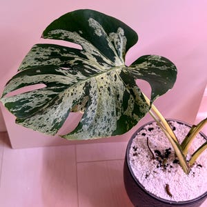 savory plant Savory