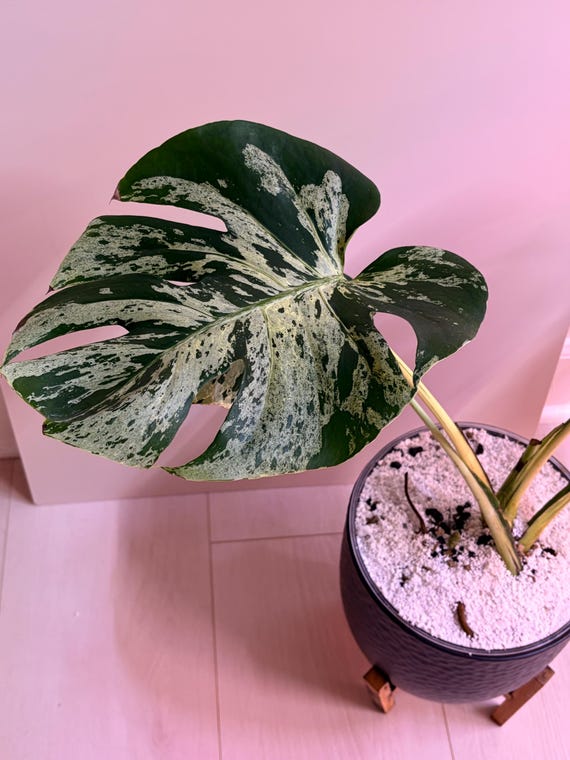 Monstera Deliciosa Bulbasaur - Mature Size - Etsy
