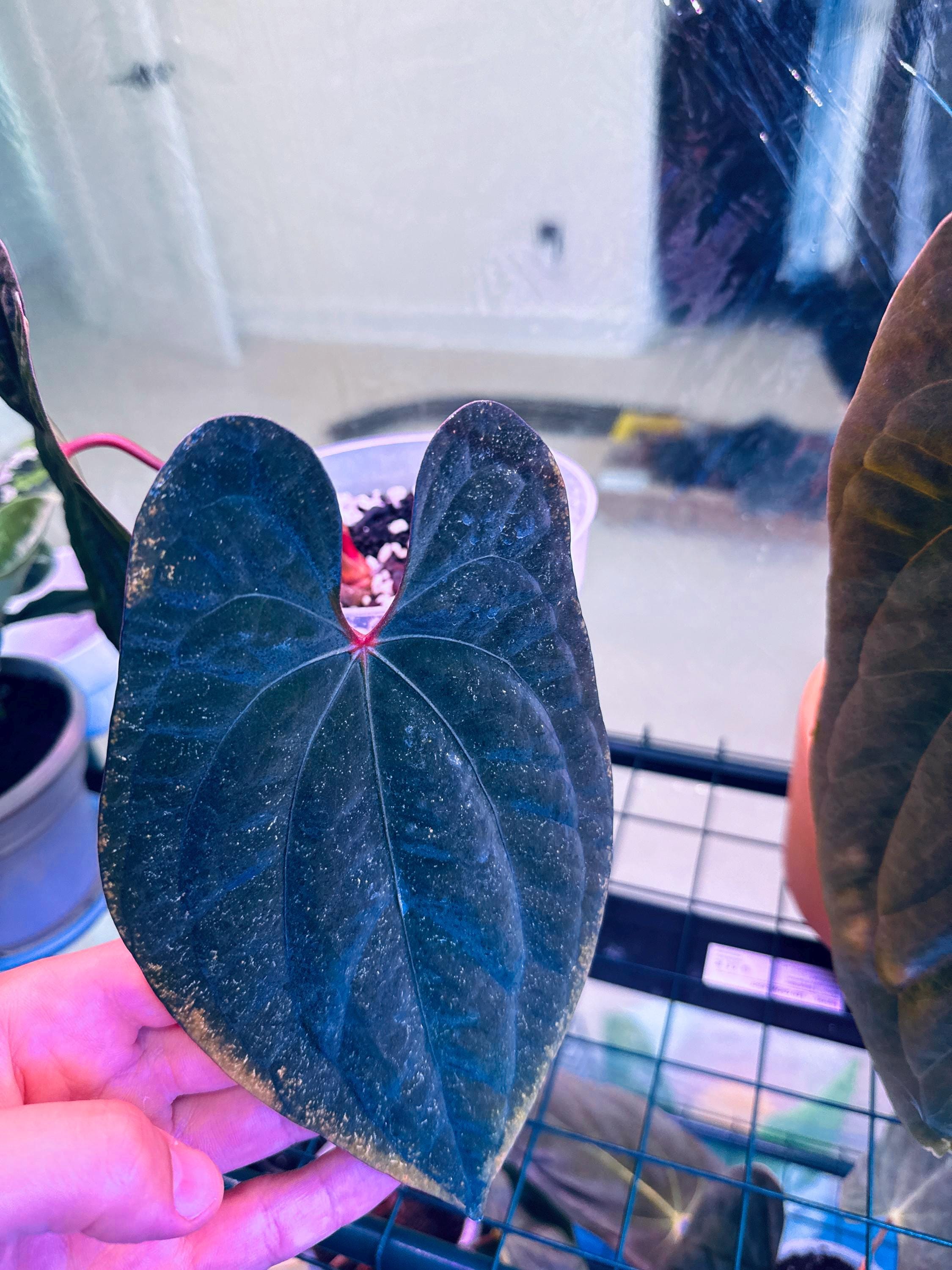Anthurium Red Vein Dark Phoenix (Express Shipping + Insured