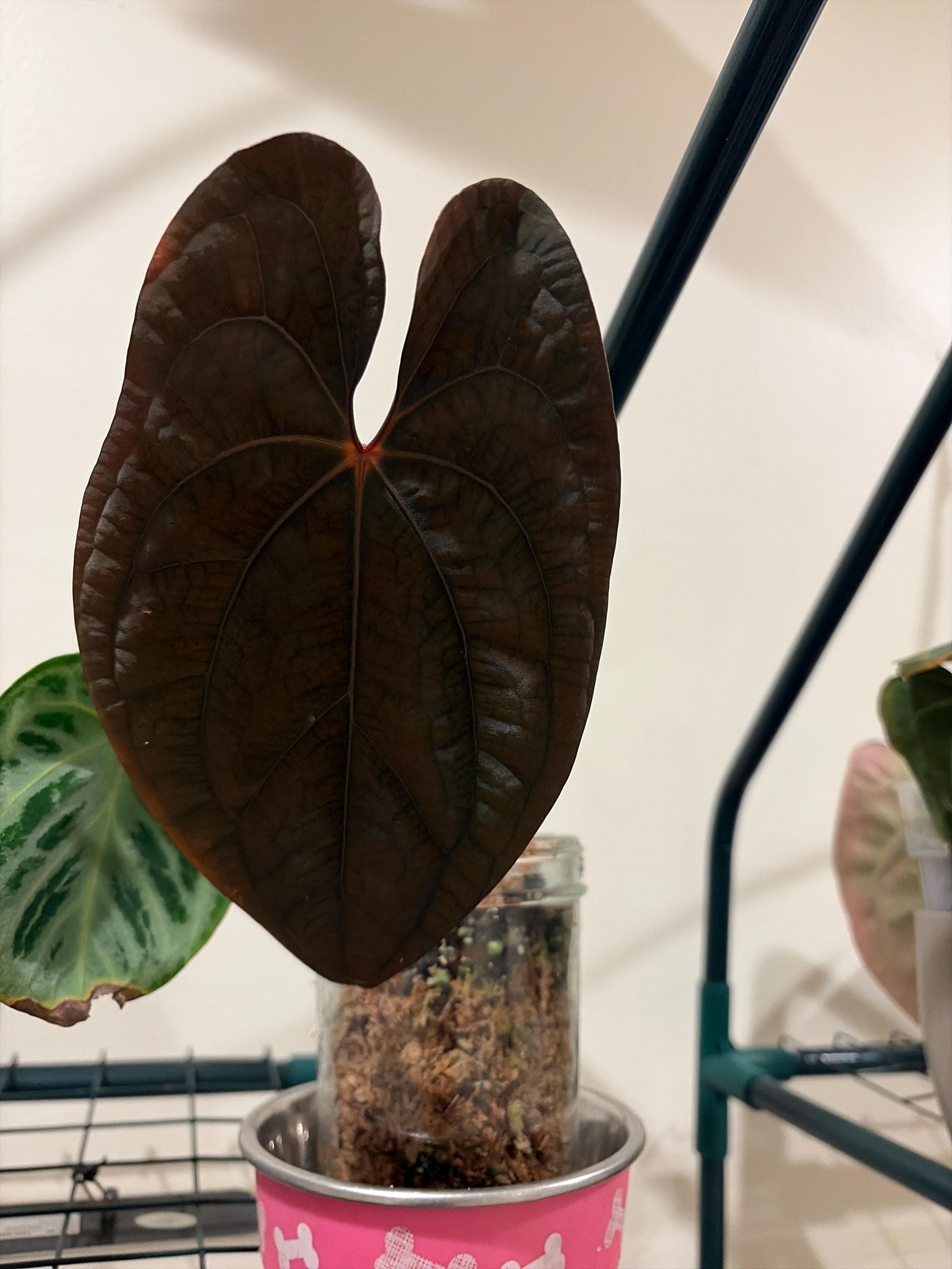 Anthurium Red Vein Dark Phoenix (express Shipping + Insured
