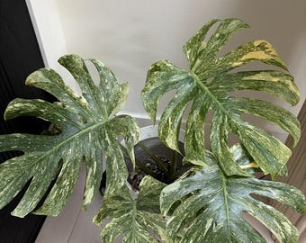 斑入りモンステラ ホワイトスノー | 6インチ鉢植え - Etsy 日本