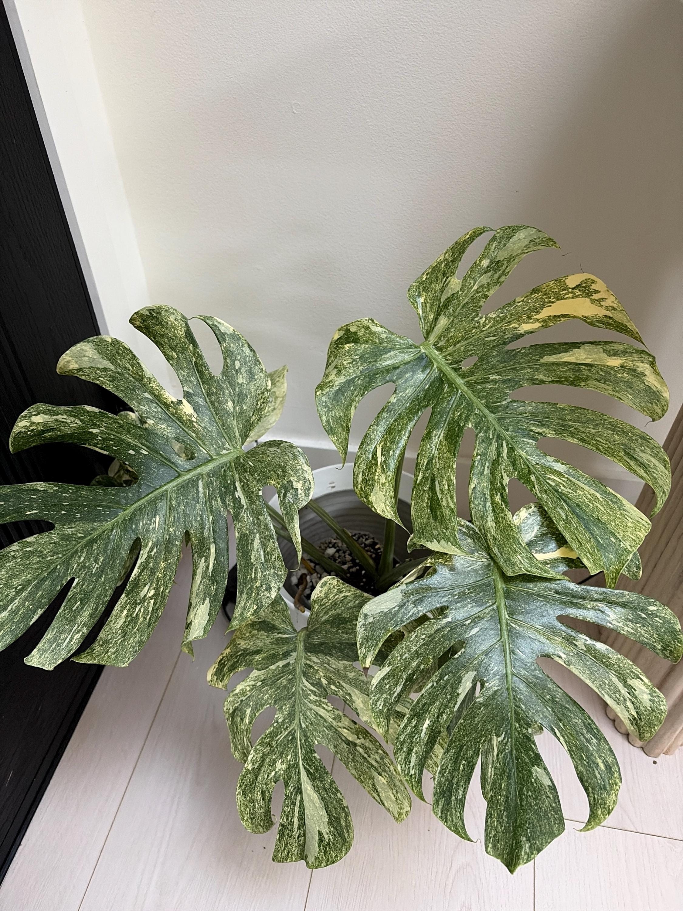 Monstera legacy - Etsy 日本