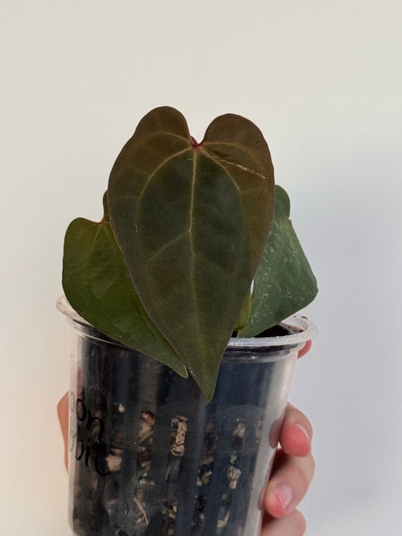A. 'ace of Spades' (tezula/skg Dark Form) - Etsy Hong Kong