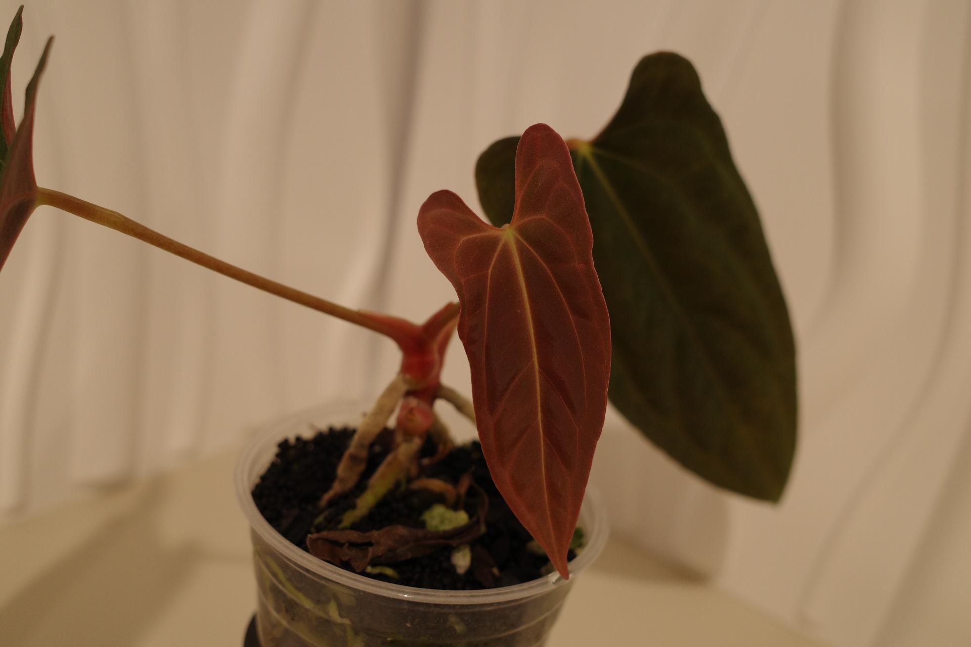Anthurium fort sherman - Etsy 日本