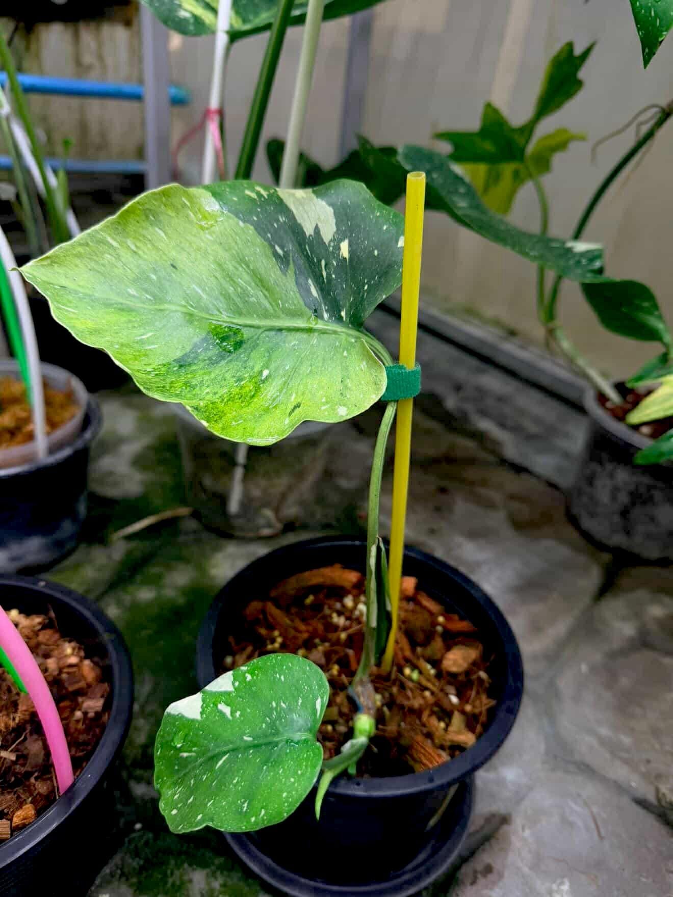 Monstera Deliciosa Compacta - Etsy
