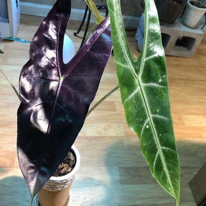 Alocasia longiloba denudata ‘Purple’ - Mother Plant - Rare