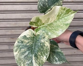 モンステラ・デリシオーサ・ミント・サイアム、葉2～3枚、斑入り