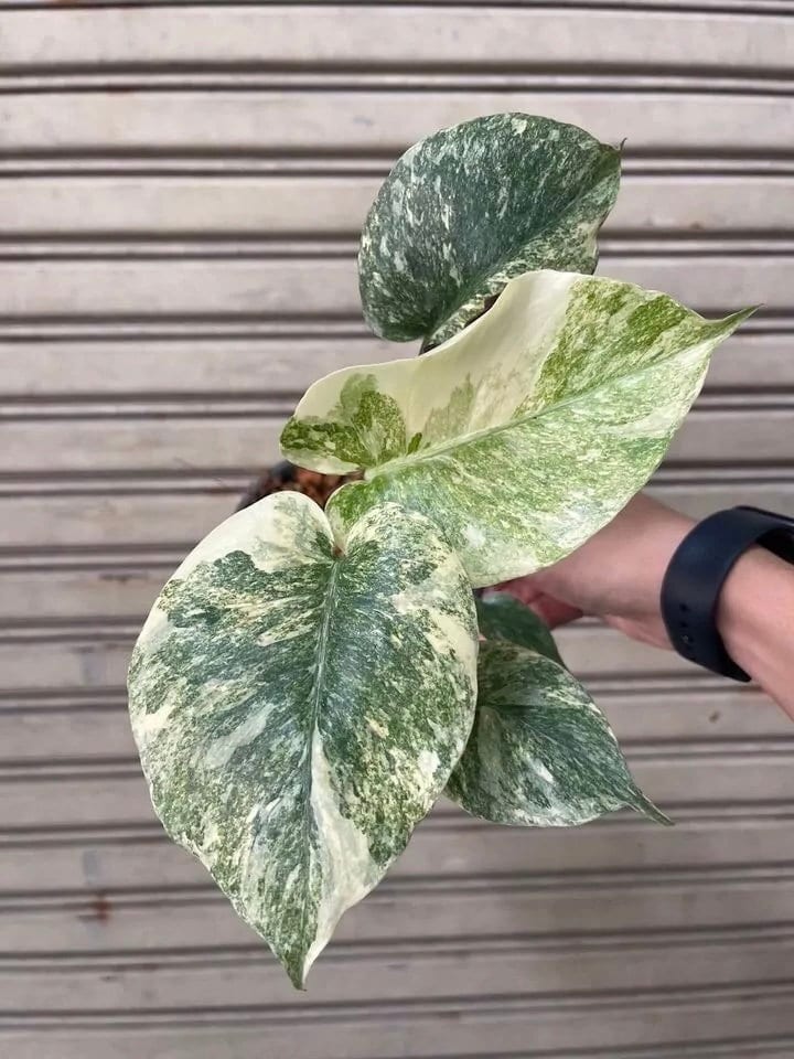 Monstera legacy - Etsy 日本