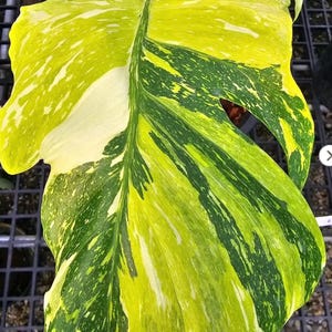 florida beauty philodendron Philodendron 'Florida Beauty' *Grower's Choice*
