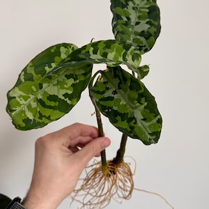Aglaonema Pictum Tricolor