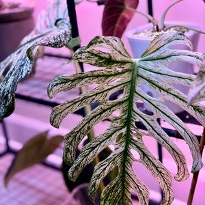 plant monstera deliciosa Monstera Form 6 – GrowJungle