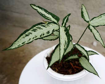 Syngonium "White Ribbon/Little Star” (Uncommon) - Entire Plant