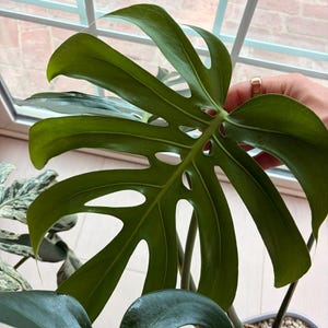 Monstera Macrocosm - Etsy
