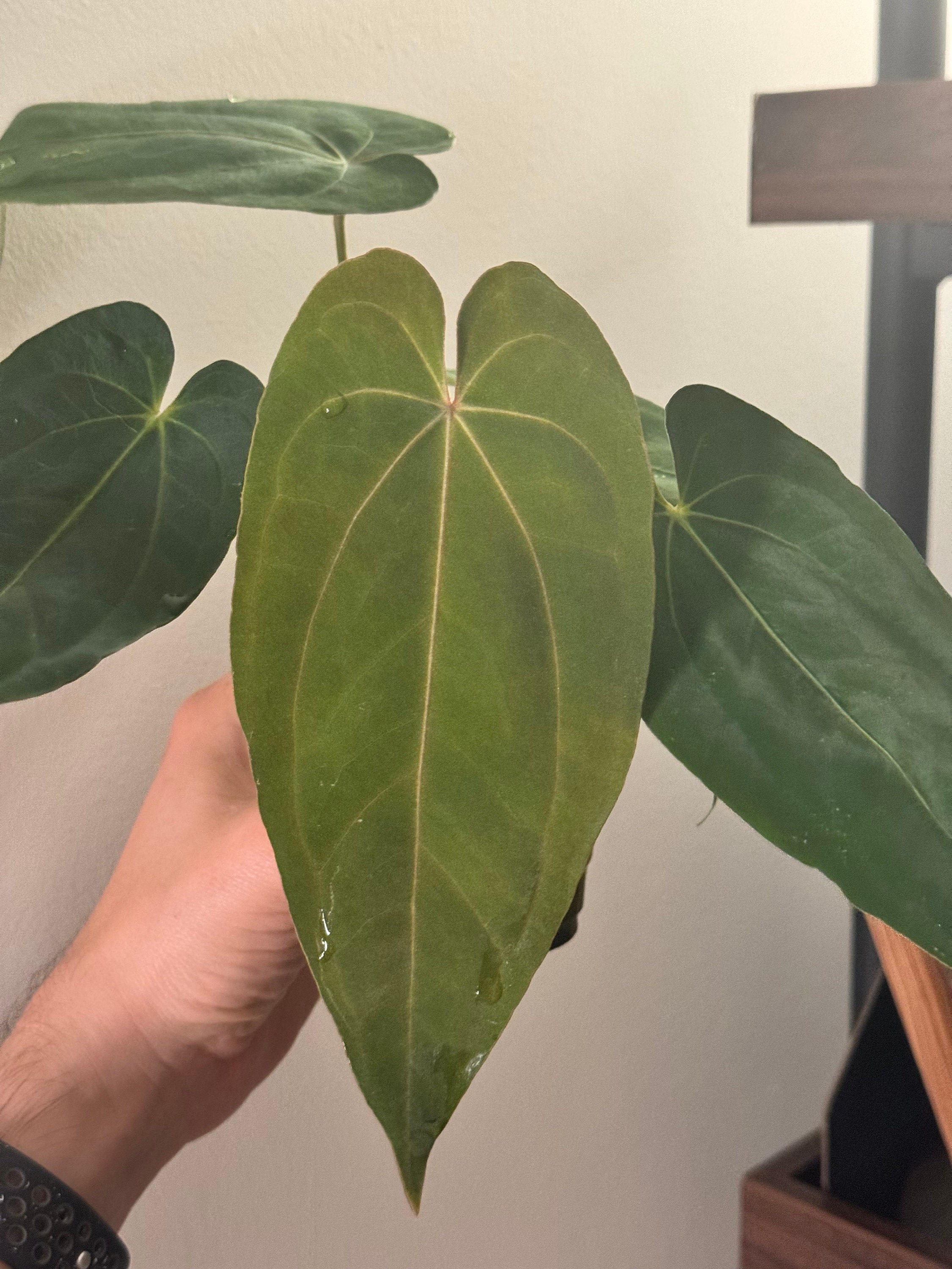 colocasia elephant ear plant Colocasia 'Fontanesii' Black Stem Elephant Ear Bulb main image 0