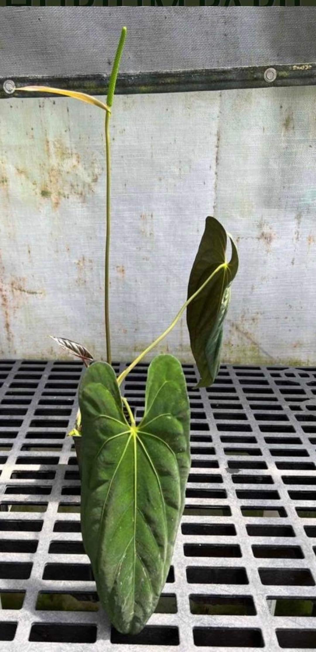 Anthurium Papillilaminum “ree Gardens” - Etsy