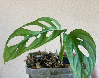 Monstera "esqueleto" frmr. "epipremnoides" - LARGE