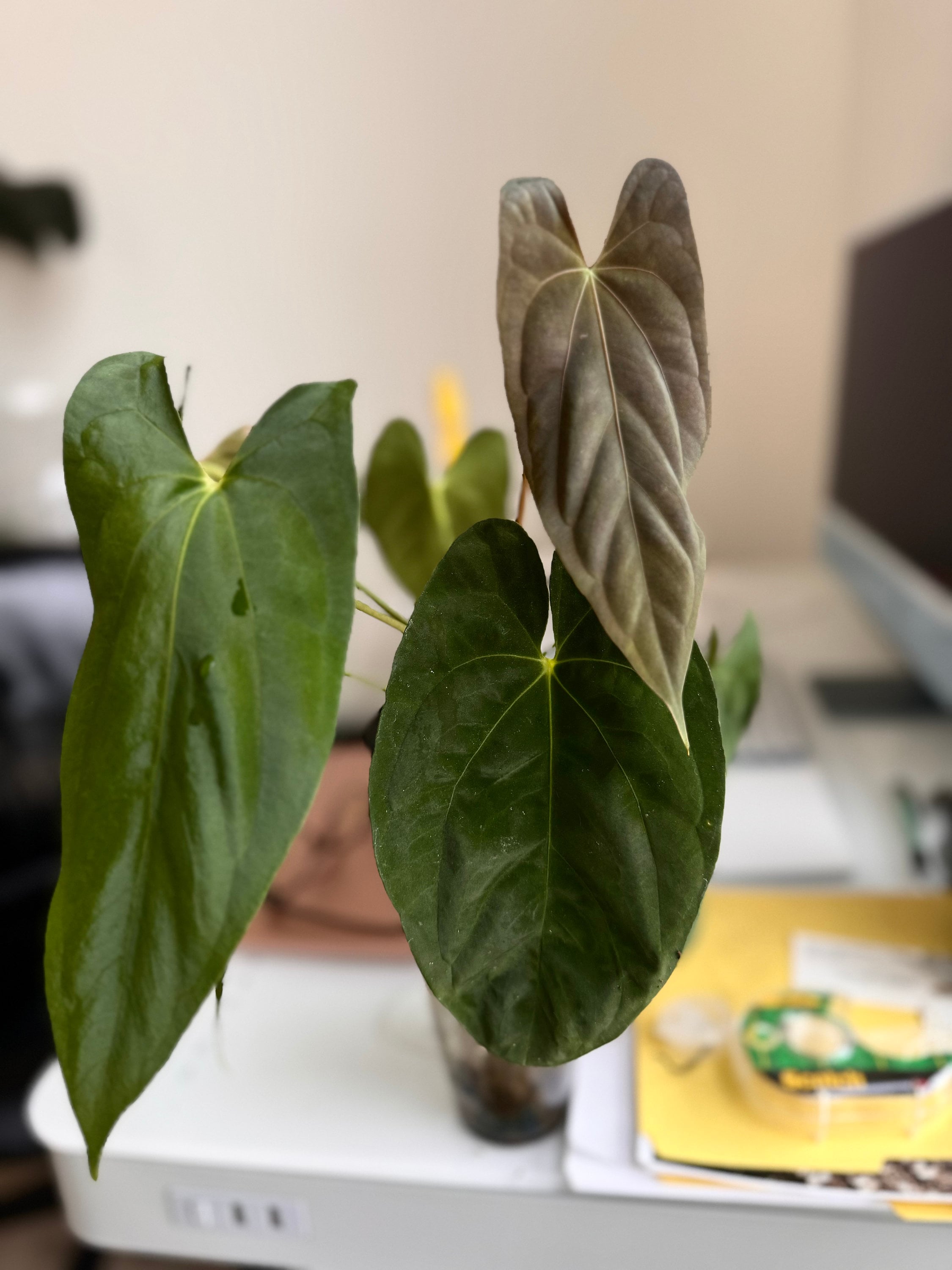 Anthurium Papillilaminum “ree Gardens” - Etsy