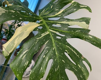 Monstera deliciosa 'Thai Constellation' variegated - Well-Rooted Plant with THREE Large Leaves