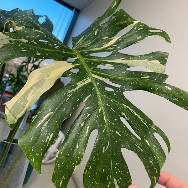 Monstera deliciosa 'Thai Constellation' variegated - Well-Rooted Plant with THREE Large Leaves