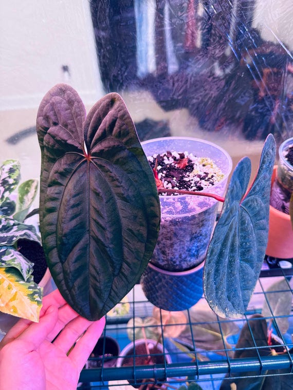 Anthurium Red Vein Dark Phoenix (Express Shipping + Insured