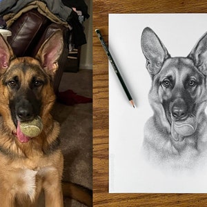 Personalized dog pencil drawing Custom dog drawing 100% Hand-drawn portrait. image 1