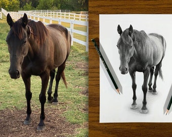 Horses Sketches - Custom Horse Drawings.