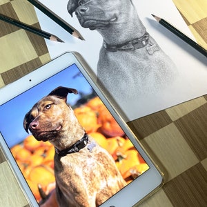 Personalized dog pencil drawing Custom dog drawing 100% Hand-drawn portrait. image 3