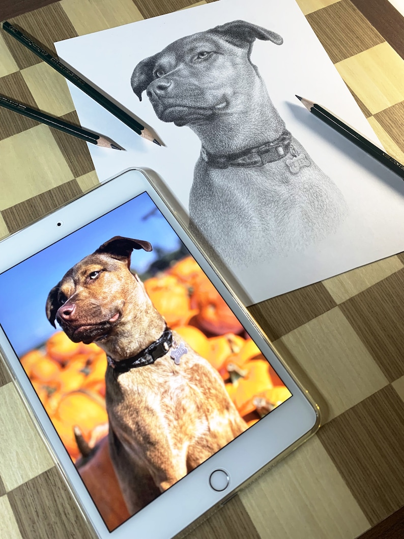 Personalized dog pencil drawing Custom dog drawing 100% Hand-drawn portrait. image 3