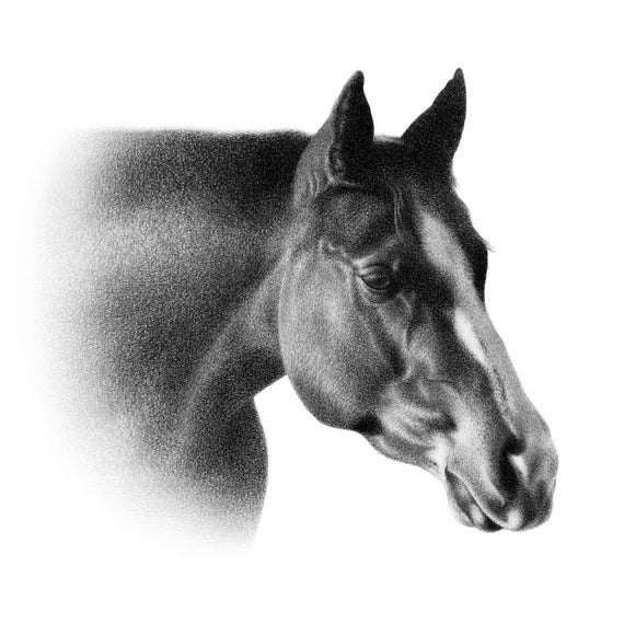 馬のスケッチ - カスタムの馬の鉛筆画 - デジタルではありません
