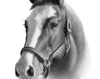 リアルな馬の鉛筆画 リバティアイランドの馬のイラスト作品 | TikTok