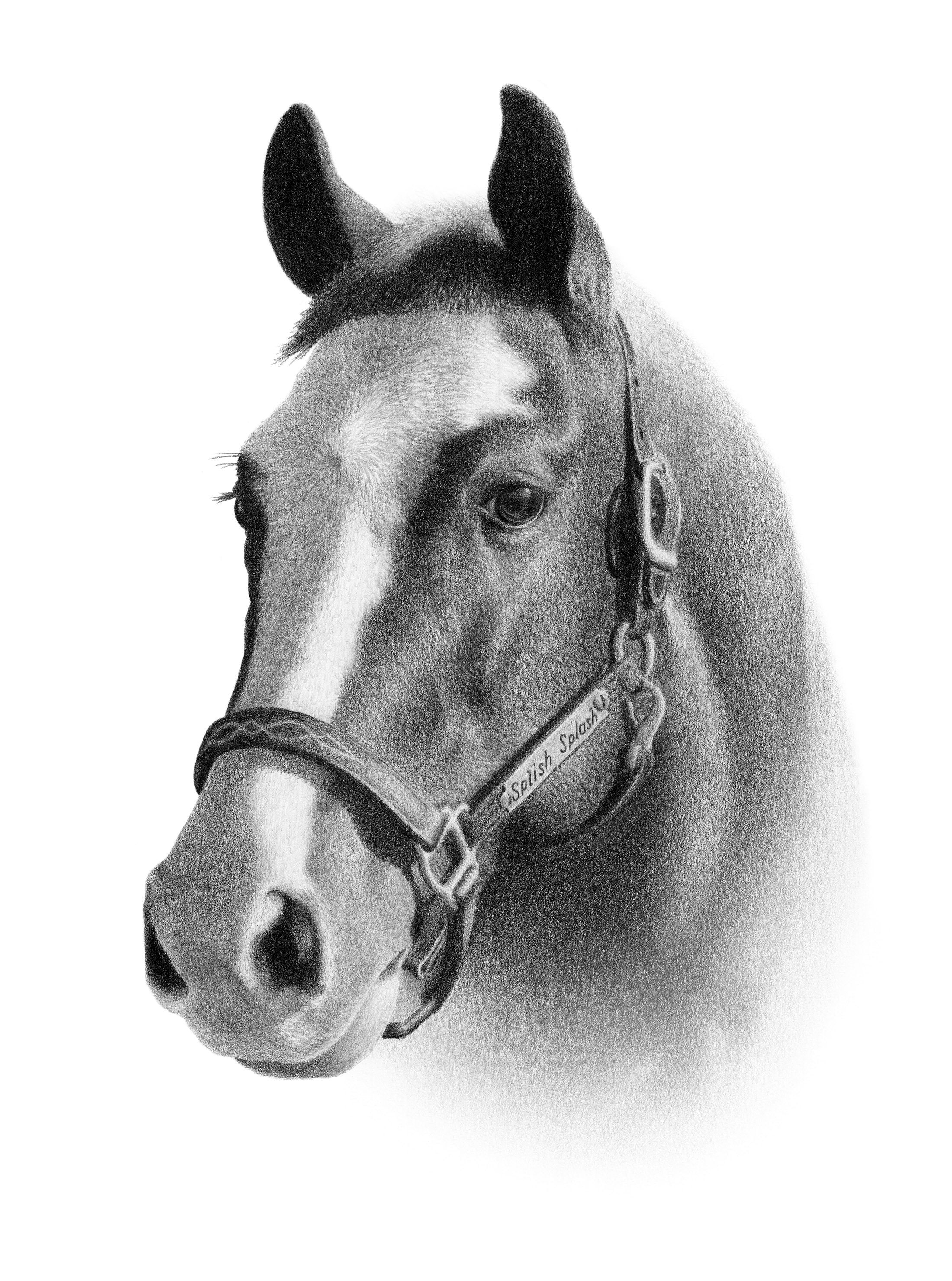 カスタム馬の鉛筆画 - パーソナライズされた馬のイラスト。 - Etsy 日本