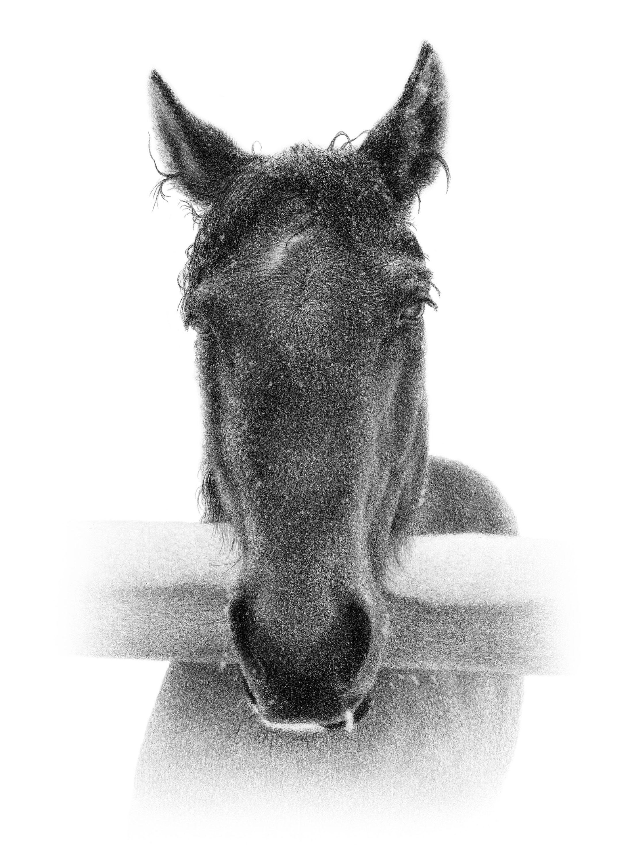 カスタム馬の鉛筆画 - パーソナライズされた馬のイラスト。 - Etsy 日本