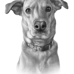 May include: A black and white pencil drawing of a dog with a collar. The dog is looking directly at the viewer with a serious expression.