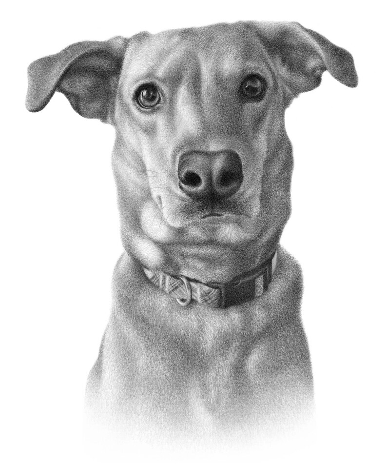 May include: A black and white pencil drawing of a dog with a collar. The dog is looking directly at the viewer with a serious expression.