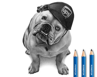 English bulldog drawing - English bulldog pencil drawing.