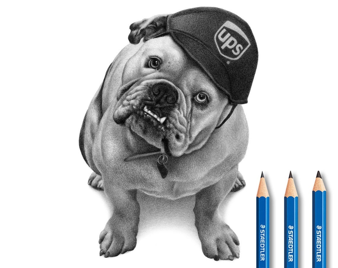 English Bulldog Drawing English Bulldog Pencil Drawing. - Etsy