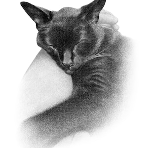 May include: A black cat sleeping curled up on a white surface. The cat's eyes are closed and its fur is soft and fluffy.