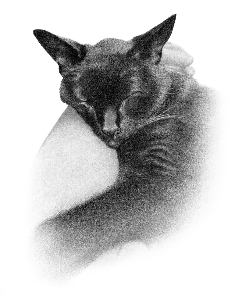 May include: A black cat sleeping curled up on a white surface. The cat's eyes are closed and its fur is soft and fluffy.
